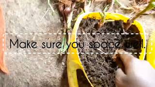 Planting onions at home  Onion planting procedure [upl. by Leopoldine]