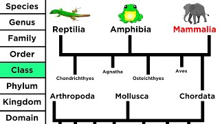 Phylogeny and the Tree of Life [upl. by Notreve953]