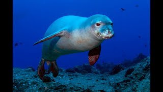 Facts The Hawaiian Monk Seal [upl. by Hamil818]