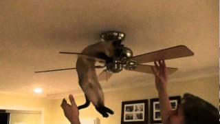 Crazy Tonkinese Cat Tricks [upl. by Koralle945]