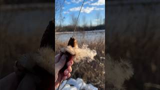 Went for a walk behind the art studio … ☀️ satisfying asmr cattails oddlysatisfyingvideo [upl. by Milicent973]