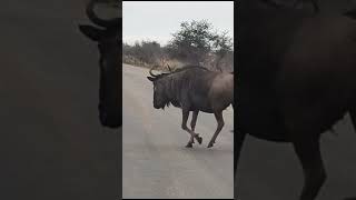 wildlifekrugernationalparkwildebeestsrunning andzebracrossing the roadshortsvideosouthafrica [upl. by Nylkcaj433]