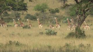 Herd of giraffes running [upl. by Aryl755]