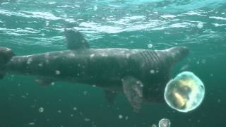 Virtual dives  basking shark and plankton in the Sound of Barra [upl. by Sibie]