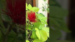 Calliandra grandiflora Flower [upl. by Birkett]