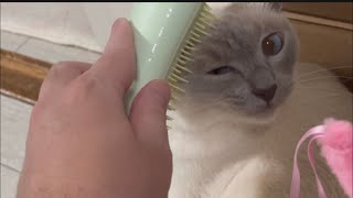 【tonkinese】relax time love brush トンキニーズ [upl. by Anwahsad]