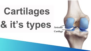 Cartilage  Structure  Functions  Types  Hyaline  elastic  fibrous cartilage [upl. by Olenolin196]