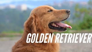 😍 El mejor sonido de perros GOLDEN RETRIEVER LADRANDO 2021  video 4k 💚 [upl. by Nibbor]