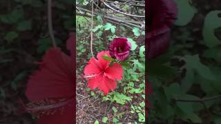 Gossypium Arboreumtree cotton செம்பருத்தி ambuliplantshop garden reels indianplant shorts [upl. by Aihsile]