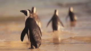 African Penguin Takes Over Cape Town [upl. by Trixi]