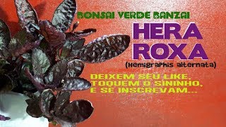 HERA ROXA Hemigraphis alternata OU RUBRASTILIS VOCÊ CONHECE ESTA PLANTA [upl. by Idet]