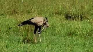 Secretary bird getting strangled by snake its eating [upl. by Samaria]