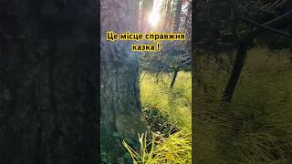 Це місце справжня казка  Ліса Швеції🇸🇪❤️ [upl. by Cnut911]