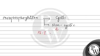 In noncyclic photophosphorylation the electrons passed down through the electron transport sys [upl. by Yetty]