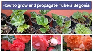 How to grow and propagate Tubers Begonia [upl. by Alyel]