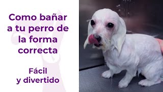 Como bañar a tu perro de la forma correcta [upl. by Arrol]