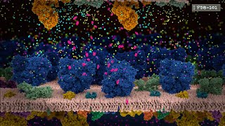 How Neurons Communicate An Introduction to Neurotransmission and Action Potential from PDB101 [upl. by Dela150]