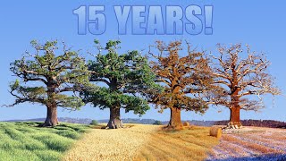 15 year Time lapse of old Oak tree [upl. by Antone]