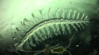 Annelida Tomopteris helgolandica a planktonic polychaete [upl. by Ceciley]