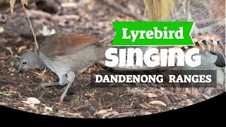 Lyrebird Singing Sherbrooke Forest Dandenong Ranges [upl. by Leilah]