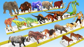 Animals vs Dinosaurs vs Brachiosaurus Hydra Speed Race Run Zigzag Down Course Animal Revolt Battle [upl. by Kepner]