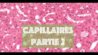 LE CAPILLAIRE SANGUIN partie 2  HISTOLOGIE [upl. by Bettye]