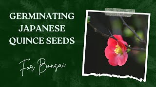 Germinating The Flowering Japanese Quince Seeds [upl. by Nichols]