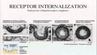 BIO5453Chapter10Receptorspeptidehormonesneuropeptidesneurotransmitters [upl. by Tiernan]