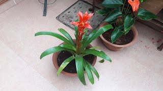 How to Grow and Care Guzmania Plant  Fun Gardening  26 Sep 2017 [upl. by Reginnej]