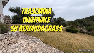 Trasemina invernale su bermudagrass  loietto perenne  blue overseeding [upl. by Lesh]