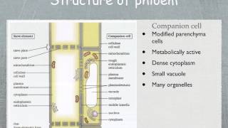 AS level G20 Structure and function of phloem Ms Cooper [upl. by Oterol]