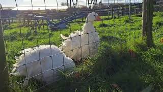 Sebastopol Geese [upl. by Ociral]