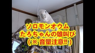 ソロモンオウムたろちゃんの雄叫び（※ 音量注意 ）Screaming Cockatoo [upl. by Loveridge710]