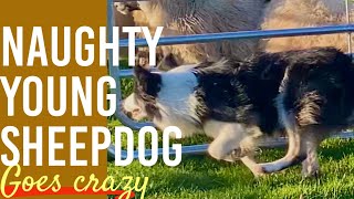 BORDER COLLIE sheepdog learns to herd SHEEP  first lesson amp goes crazy [upl. by Tiossem]