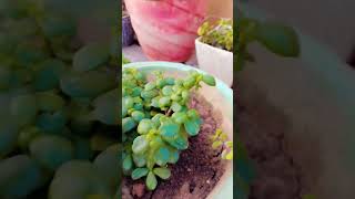 Crassula plant ☘️ kuber plant ☘️ gardening plants succulents garden luckyplants youtubeshorts [upl. by Ikcir]