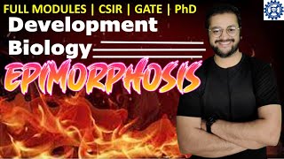 What is Epimorphosis and regeneration  epimorphosis in salamander  csir regeneration [upl. by Annis984]