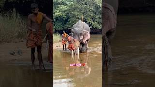 മണിയൻ കുറിതൊടാൻ ഇരിക്കുന്നത് കണ്ടോ 🥰shortsfeed elephant manikandan kerala music tamil song [upl. by Atiniuq]