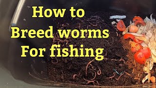 How To Breed Your Own worms for fishingBIG MONEY SAVER [upl. by Cyb]