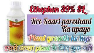 Ethephon 39 SL  Bayar ka Ethrel plant growth Promoter agriculture youtube farming [upl. by Naibaf]