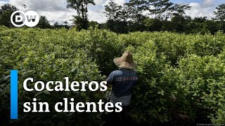 Los productores de hoja de coca de Colombia no tienen compradores ni alternativas [upl. by Ilaw]