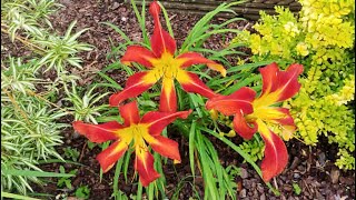 Deadheading Daylilies  How to Prune After Daylilies Bloom [upl. by Hedvig782]