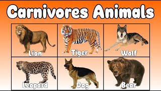 Carnivores animals for kids [upl. by Kaenel90]