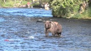 Wounded Grizzly Bear Fishing amp Catching Salmon  Russian River  Alaska [upl. by Wyndham]