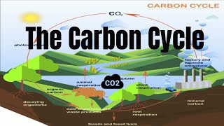 The Carbon Cycle Process [upl. by Ylus]