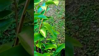 The SourSop Tree She is very Beautiful and Medicinal youtubeshorts zone9 fallgarden Food [upl. by Norej889]