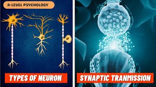 Neurons amp Synaptic Transmission  Excitation amp Inhibition  Biopsychology [upl. by Suoivatco]