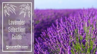 Lavender Selection Guide How to Choose Which Lavender to Plant  NatureHillscom [upl. by Nodaj]