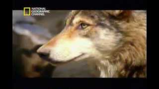 Documental quotEl vientre materno  perrosquot National Geographic P15 [upl. by Isoj]