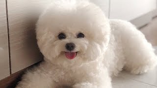 Cute Bichon Frise Puppies Videos Compilation – Cute And Funny Bichon Frise Moments 3 [upl. by Norred956]