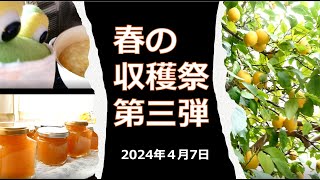 2024年4月7日 春の収穫祭 第三弾とジャム作り！ [upl. by Eriam]